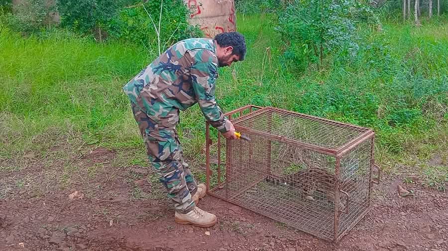 Rescataron a un margay en una zona urbana y lo devolvieron a su hábitat natural